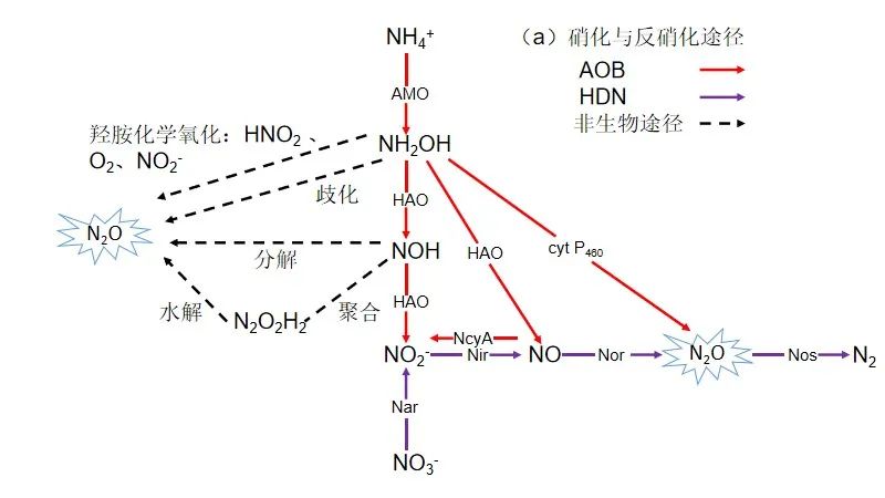 污水處理過程N2O排放：過程機制與控制策略